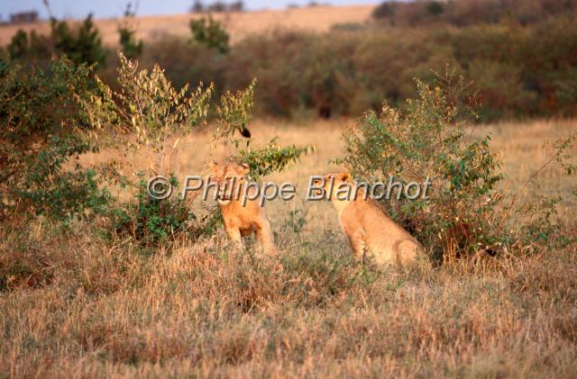 kenya 40.JPG - Lionnes au coucher du soleilPanthera leoRéserve de Masai MaraMasai Mara National ReserveKenya